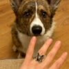 Uk size M corgi ring doggy