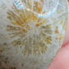 925 Silver Plated Fossil Coral Pendant #3