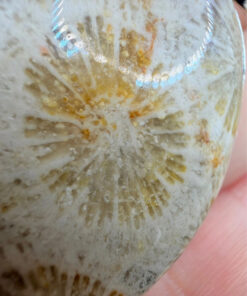 925 Silver Plated Fossil Coral Pendant